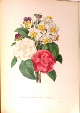 Redouté fruits and flowers 07/24